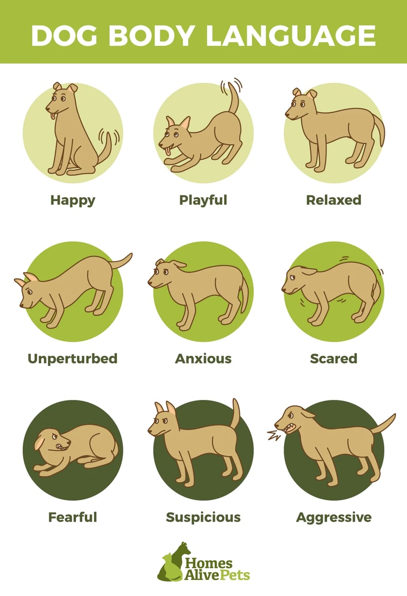 How to Read and Understand Your Dog's Body Language